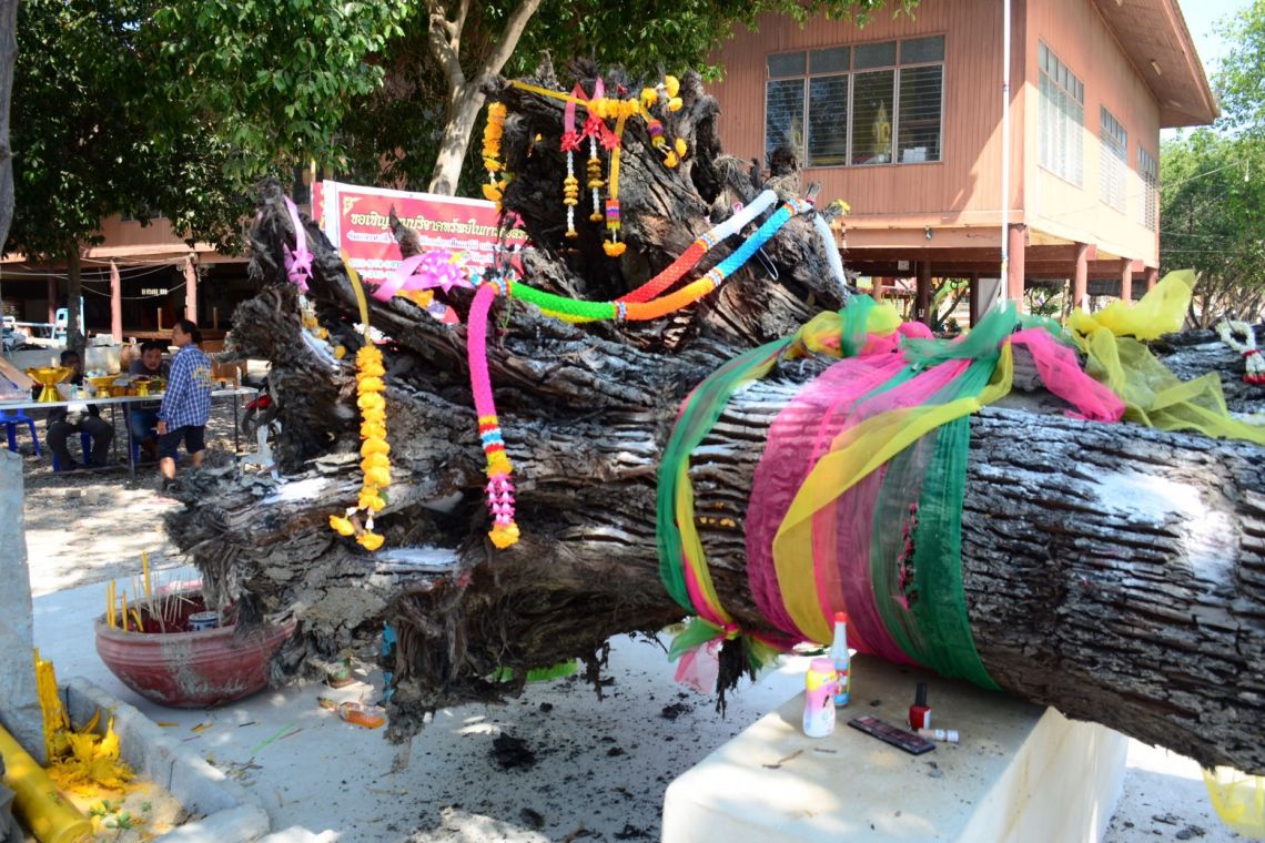 ต้นตะเคียนขอหวย