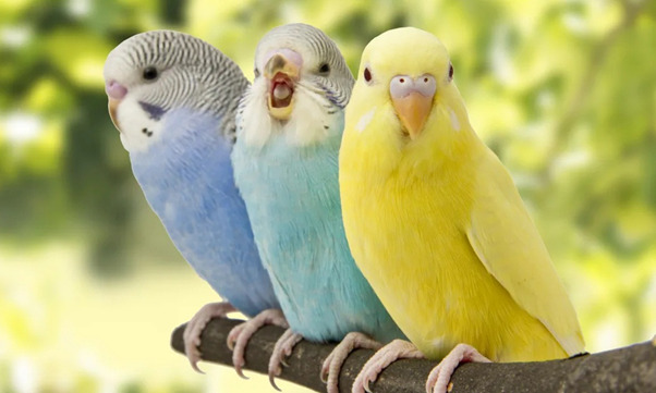 ฝันเห็นนกเลขเด็ดคืออะไร