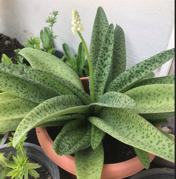 ต้นว่านรวยไม่เลิก