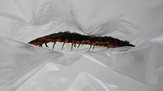 ฝันว่าตะขาบกัดเท้า