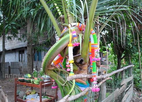 ขอหวยต้นมะพร้าว