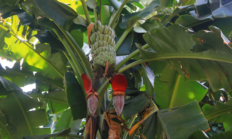 ต้นกล้วยให้โชคลาภ