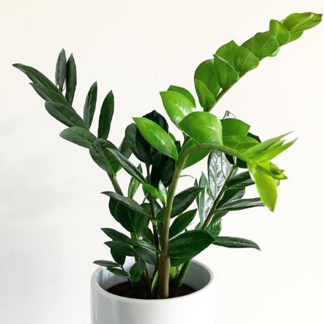 ต้นมรกต