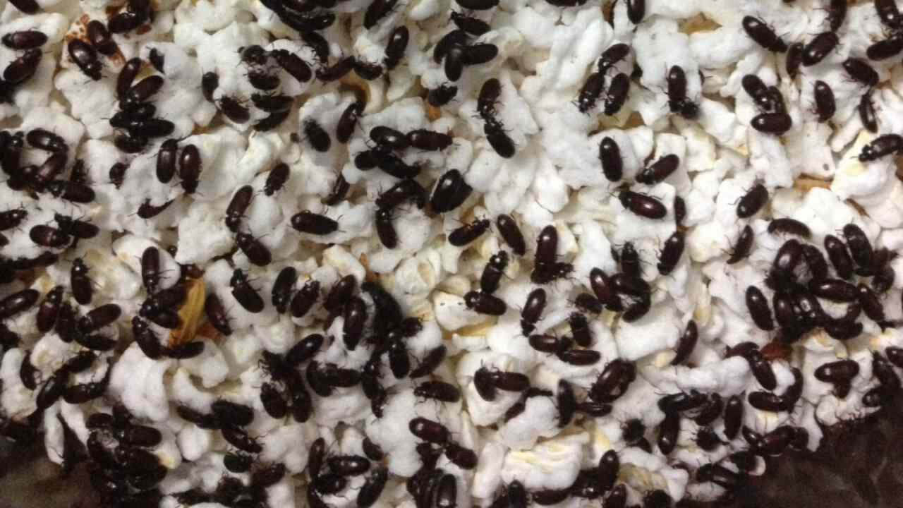 กระดิ่งเงินกระดิ่งทอง