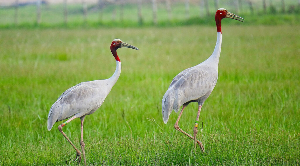 ฝันเห็นนกกระเรียน