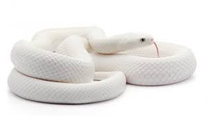 ฝันเห็นงูเผือก