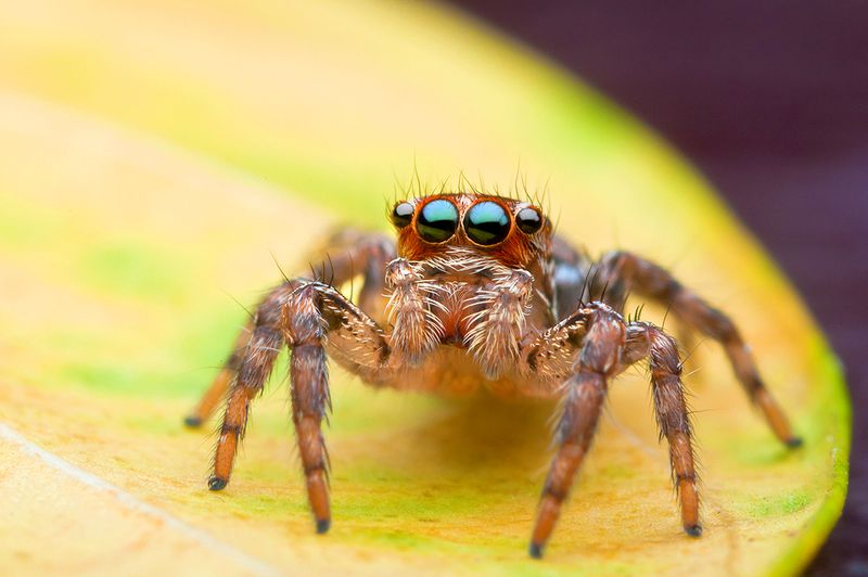 ฝันเห็นแมงมุมกระโดดใส่