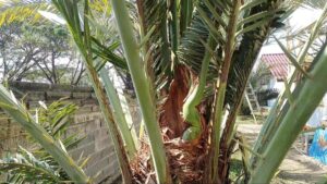 ขอโชคจากต้นอินทผลัมปู่ศรีสุทโธ