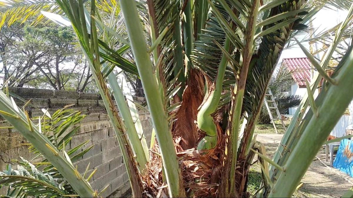 ขอโชคจากต้นอินทผลัมปู่ศรีสุทโธ