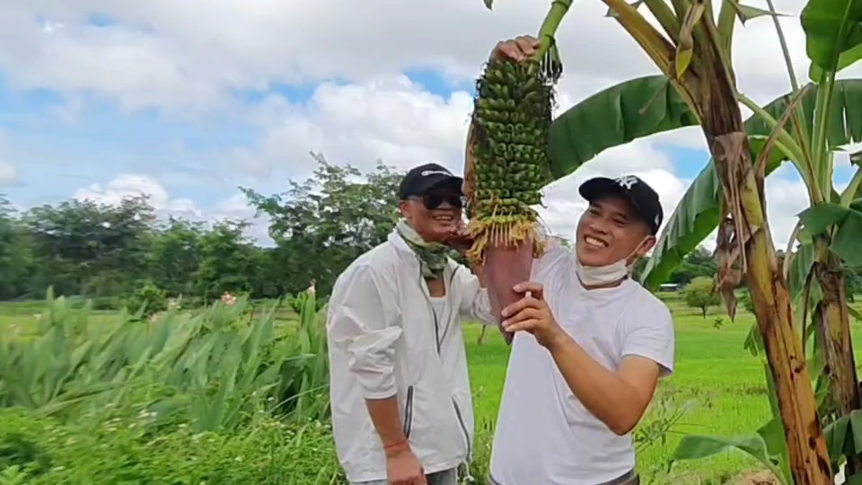 ต้นกล้วยงวงช้าง