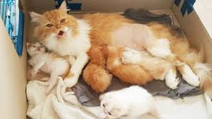 ฝันว่าแมวคลอดลูกในบ้าน