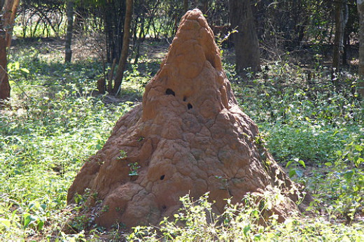 ฝันเห็นจอมปลวก