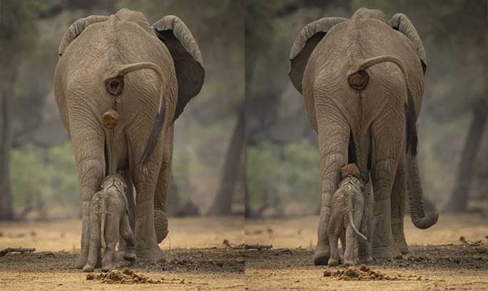 ฝันเห็นช้างขี้