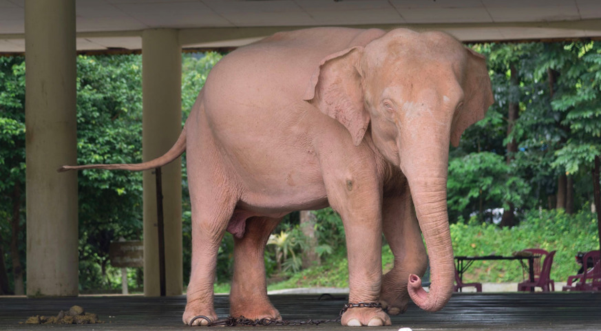 ฝันเห็นช้างเผือก