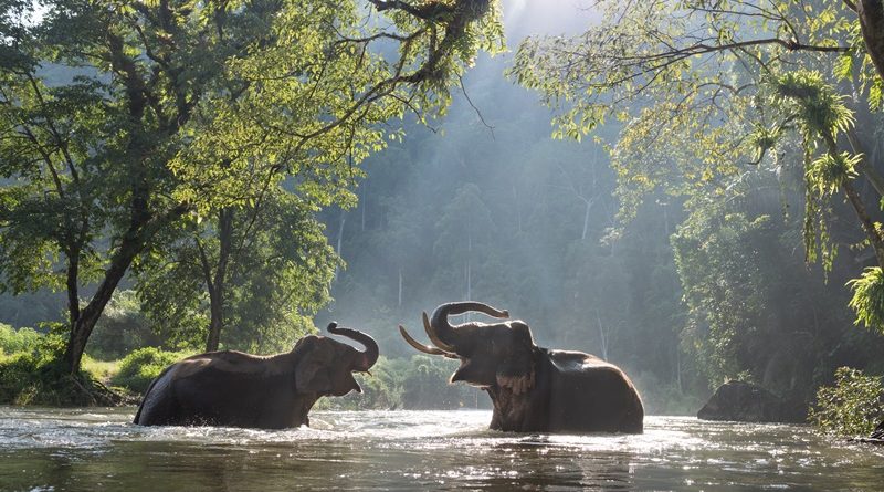 ฝันเห็นช้างเล่นน้ำ