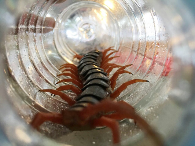 ฝันเห็นตะขาบตัวใหญ่