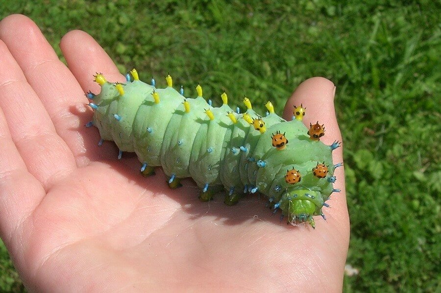 ฝันเห็นหนอน ตัวใหญ่