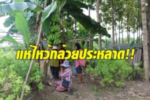 ต้นกล้วยสุดประหลาดคอหวยไม่ควรพลาด