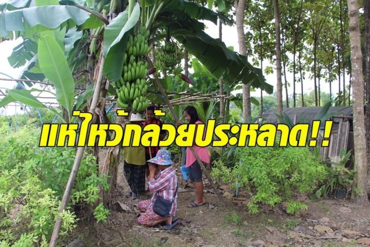 ต้นกล้วยสุดประหลาดคอหวยไม่ควรพลาด