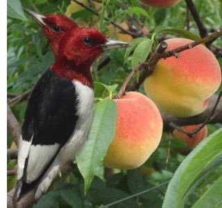 ฝันเห็นนกสองหัว