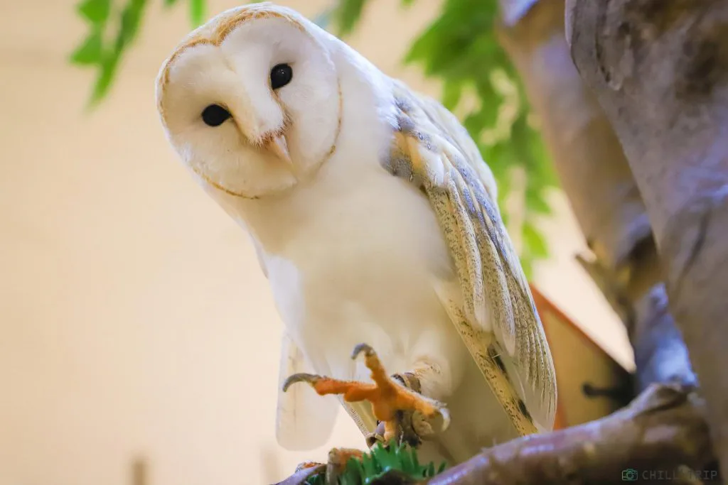 ฝันเห็นนกแสก