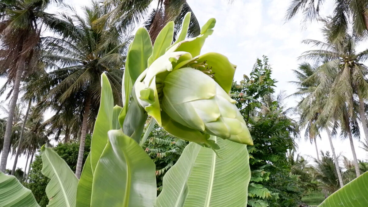 ต้นกล้วยปลีดอกบัว