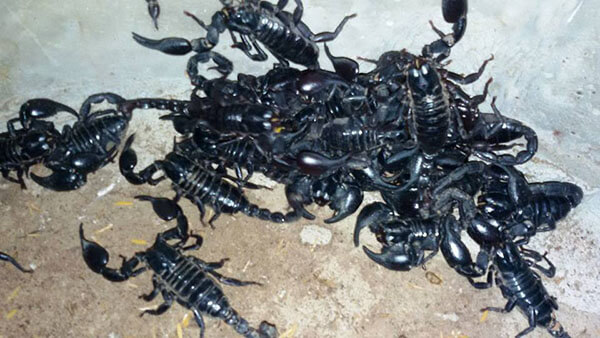 ฝันเห็นแมงป่องหลายตัว