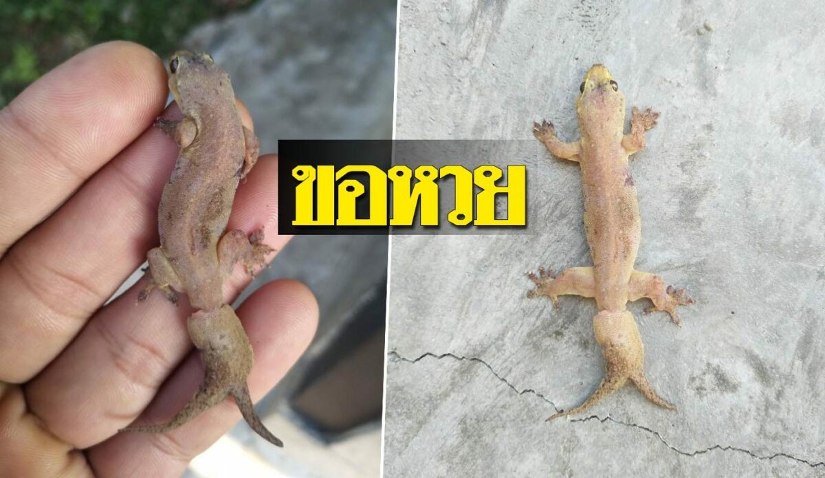 ฝันเห็นจิ้งจกสองหางพร้อมคำทำนายเลขหวย