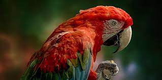 ฝันเห็นนกพูดได้