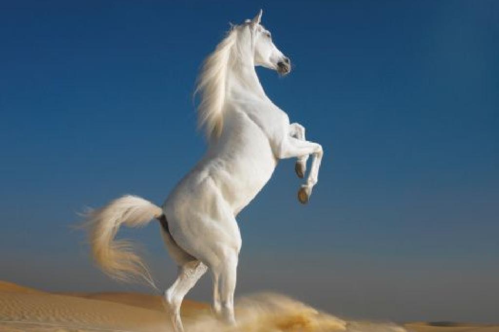 ฝันเห็นม้าสีขาว