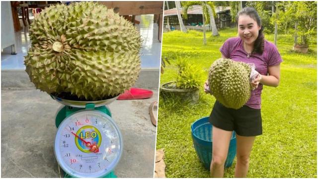 ฝันเห็นทุเรียนลูกใหญ่