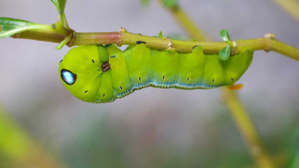 ฝันเห็นหนอนสีเขียว