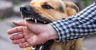 ฝันว่าเห็นสุนัขกัด ฝันว่าโดนหมากัด