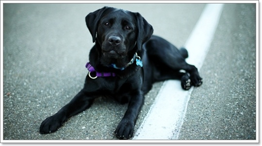 ฝันว่าเห็นสุนัขสีดำ ฝันเห็นหมาดำ