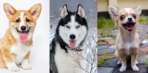 สุนัขนำโชค