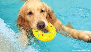 ฝันเห็นสุนัขว่ายน้ำ ฝันว่าเจอหมาว่ายน้ำ