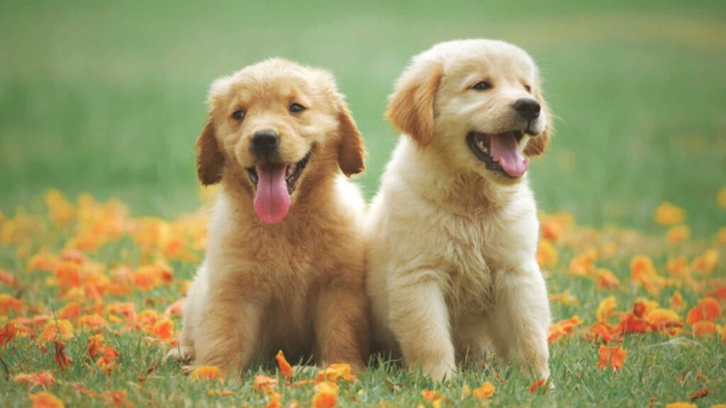 ฝันเห็นหมา