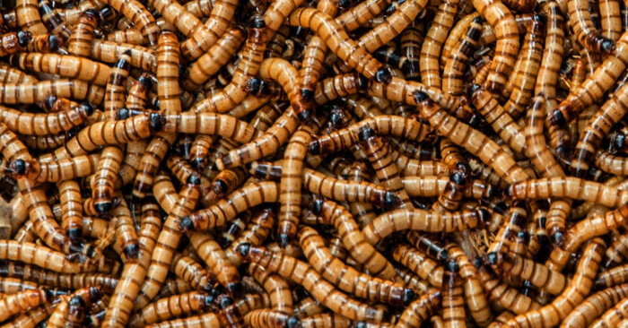 ฝันเห็นหนอน เยอะมาก