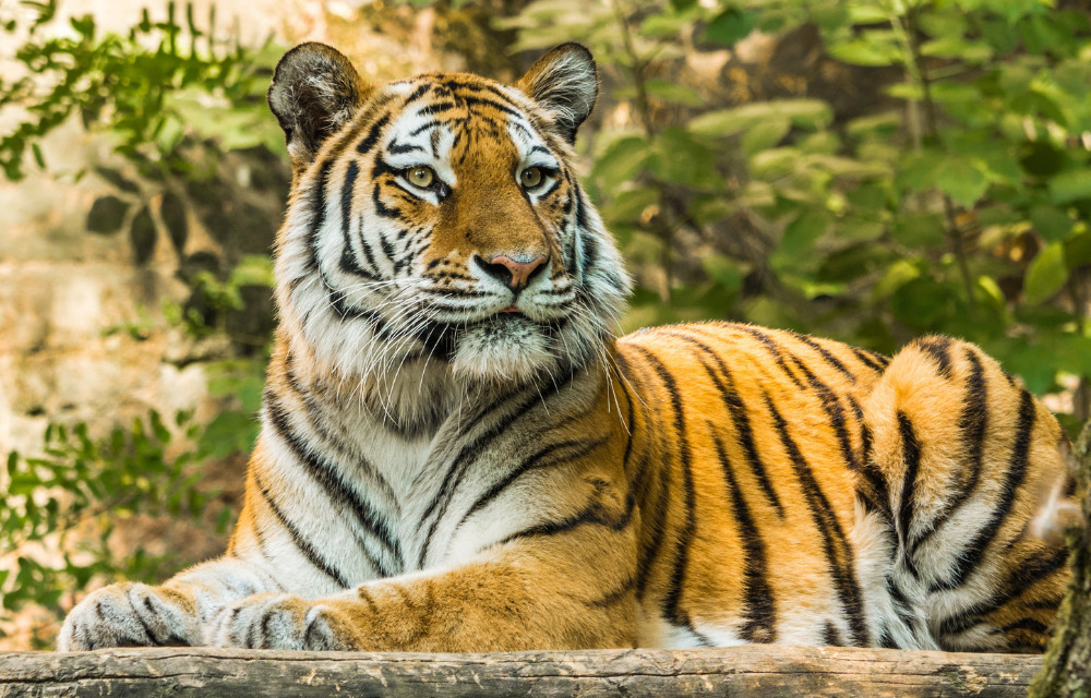 ฝันเห็นเสือตัวใหญ่