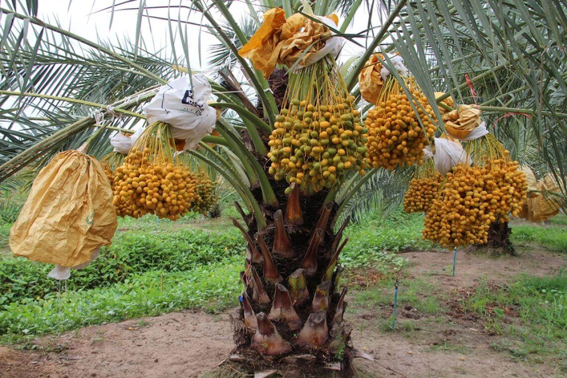 ขอหวยอินทผลัม