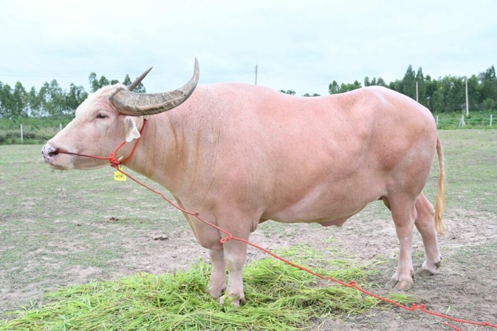 ฝันเห็นควายเผือก