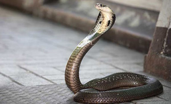 งูเข้าบ้าน