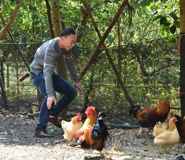 ฝันว่าจับไก่