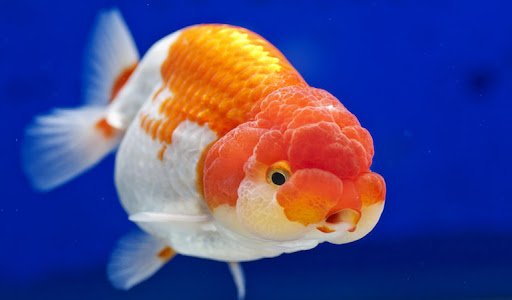 ฝันเห็นปลาทอง