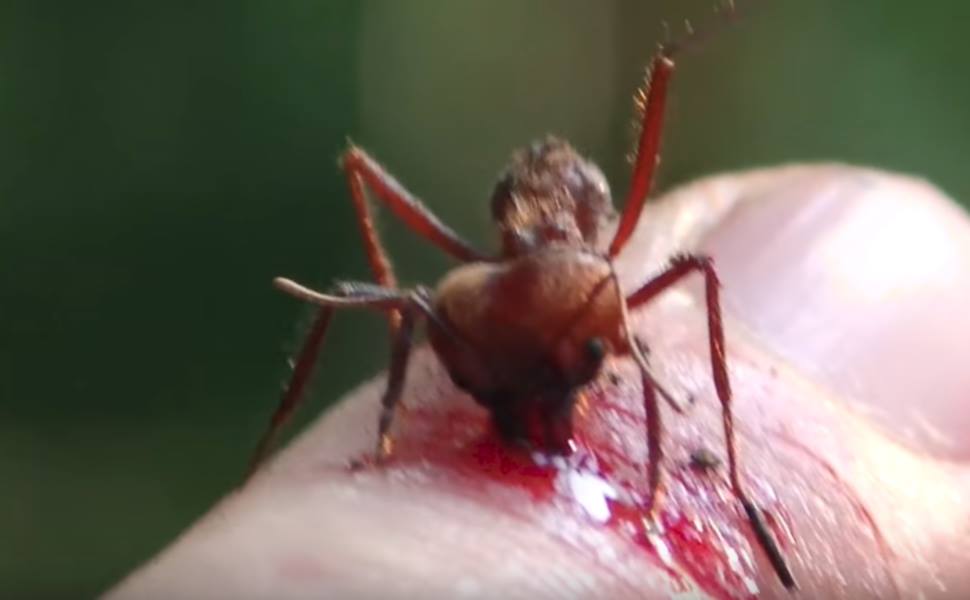 ฝันว่ามดกัด