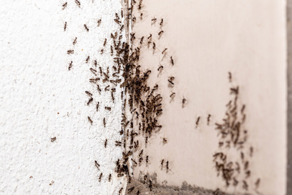 ฝันว่ามดขึ้นบ้าน