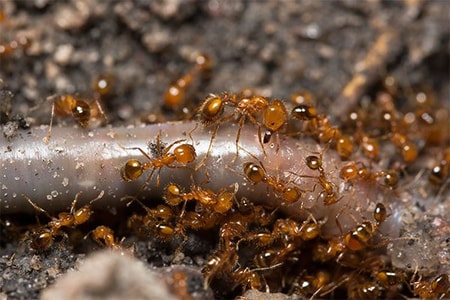 ฝันเห็นมดเยอะมาก