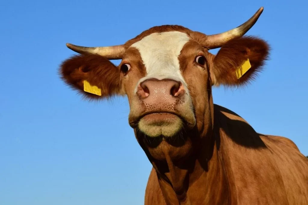 ฝันว่าวัวไล่ขวิดแต่ไม่โดน