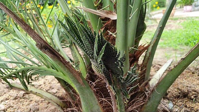 ขอหวยจากต้นอินทผลัม