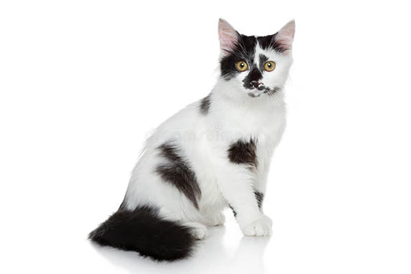 แมวเก้าแต้ม